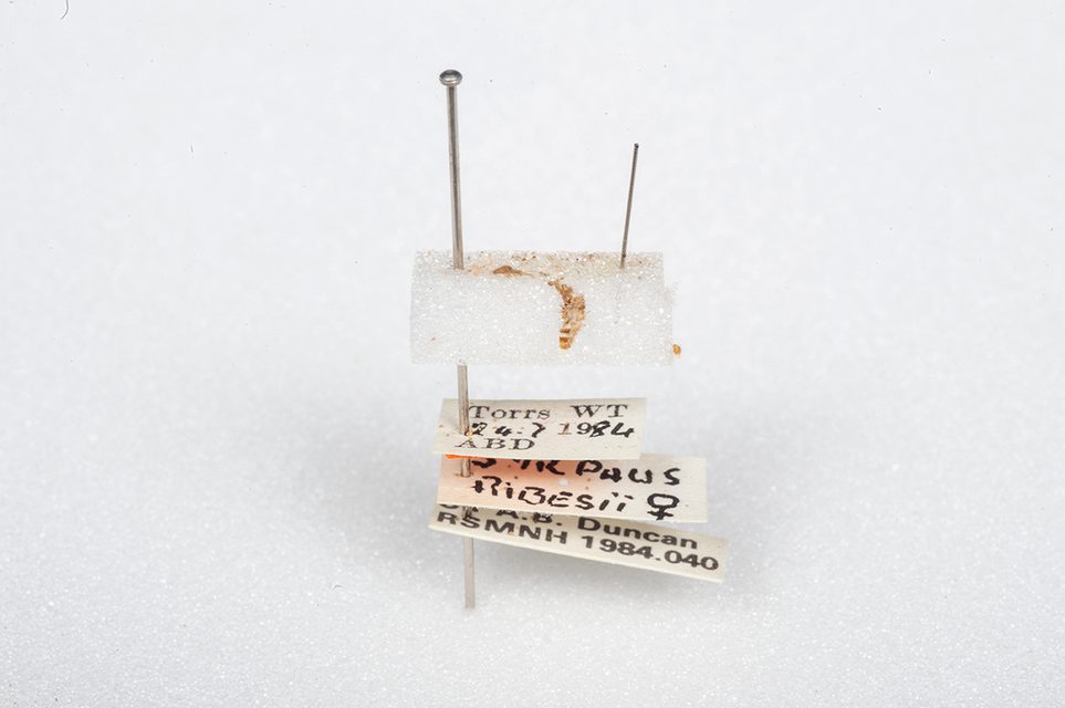 The cast skin of a Carpet beetle and an empty pin